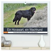 Ein Hovawart, ein Wachhund (hochwertiger Premium Wandkalender 2027 DIN A2 quer), Kunstdruck in Hochglanz