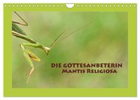 Die Gottesanbeterin Mantis Religiosa (Wandkalender 2027 DIN A4 quer), CALVENDO Monatskalender