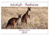 Wildlife Australien (Wandkalender 2027 DIN A4 quer), CALVENDO Monatskalender