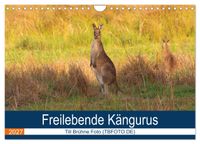 Freilebende Kängurus (Wandkalender 2027 DIN A4 quer), CALVENDO Monatskalender