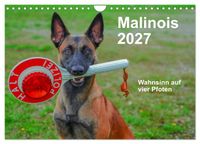 Malinois - Wahnsinn auf vier Pfoten (Wandkalender 2027 DIN A4 quer), CALVENDO Monatskalender