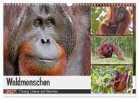 Waldmenschen - Orang Utans auf Borneo (Wandkalender 2027 DIN A3 quer), CALVENDO Monatskalender