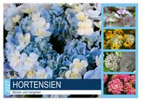 Hortensien Blühen und Vergehen (Wandkalender 2027 DIN A2 quer), CALVENDO Monatskalender