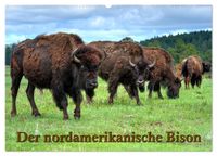 Der nordamerikanische Bison (Wandkalender 2027 DIN A2 quer), CALVENDO Monatskalender