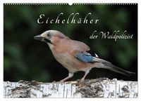 Eichelhäher der Waldpolizist (Wandkalender 2027 DIN A2 quer), CALVENDO Monatskalender
