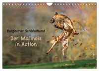 Belgischer Schäferhund - Der Malinois in Action (Wandkalender 2027 DIN A4 quer), CALVENDO Monatskalender