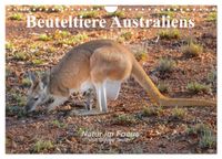 Beuteltiere Australiens (Wandkalender 2027 DIN A4 quer), CALVENDO Monatskalender