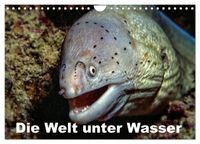 Die Welt unter Wasser (Wandkalender 2027 DIN A4 quer), CALVENDO Monatskalender