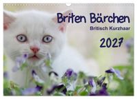 Briten Bärchen – Britsch Kurzhaar 2027 (Wandkalender 2027 DIN A3 quer), CALVENDO Monatskalender
