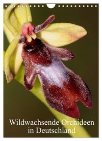 Wildwachsende Orchideen in Deutschland (Wandkalender 2027 DIN A4 hoch), CALVENDO Monatskalender