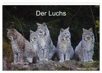 Der Luchs (Wandkalender 2027 DIN A2 quer), CALVENDO Monatskalender