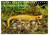 Salamander und Molche (Tischkalender 2027 DIN A5 quer), CALVENDO Monatskalender
