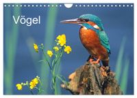 Vögel (Wandkalender 2027 DIN A4 quer), CALVENDO Monatskalender