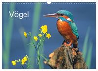 Vögel (Wandkalender 2027 DIN A3 quer), CALVENDO Monatskalender