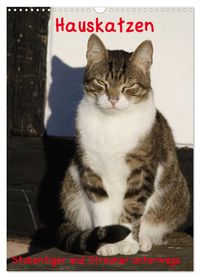 Hauskatzen (Wandkalender 2027 DIN A3 hoch), CALVENDO Monatskalender