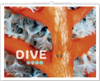 Dive 2027