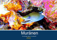 Muränen - Kurzsichtige Jäger im Korallenriff (Wandkalender 2022 DIN A3 quer)