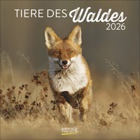 Tiere des Waldes 2026