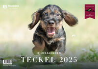 Teckel 2025