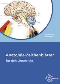 Anatomie-Zeichenblätter Arbeitsheft