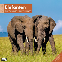 Elefanten Broschürenkalender 2026 - 30x30 - Art12