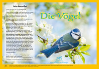 Natur-Kamishibai / Kamishibai - Die Vögel