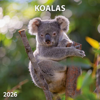 Koalas 2026