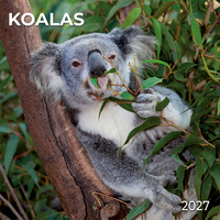 Koalas 2027