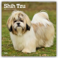 Shih Tzu 2026 – 16-Monatskalender
